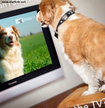 Hvordan stoppe hunden din fra å bjeffe på TV-en (velprøvde teknikker)