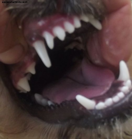 Нуждае ли се моето куче от зъбите си всеки ден?