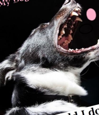 Consejo veterinario sobre qué hacer si su perro come chicle