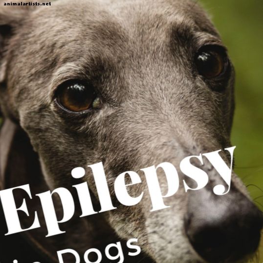 Tip til kæledyrsejere: Min Greyhound har epilepsi