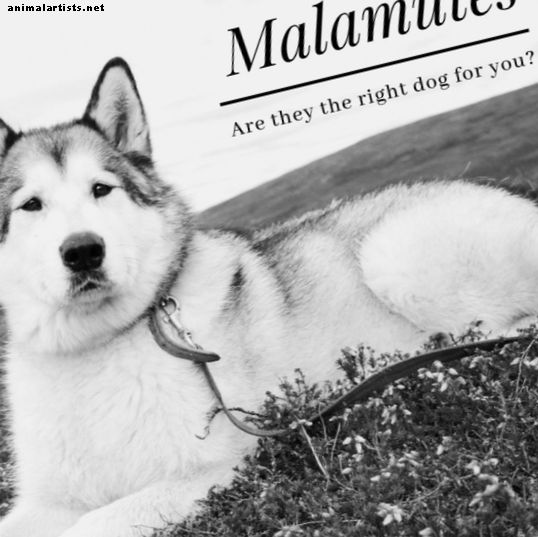 ¿Es un perro Malamute de Alaska adecuado para usted?