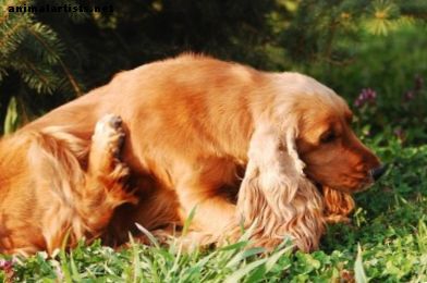 Hjerteorm hos hunder: Mygg som sprer sykdom