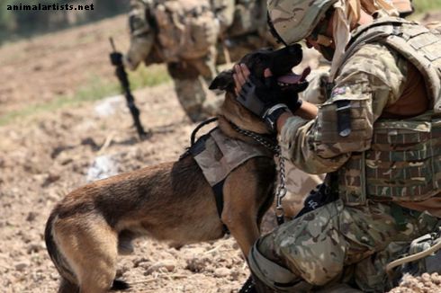 Militærinspirerte navn på tøffe hannhunder