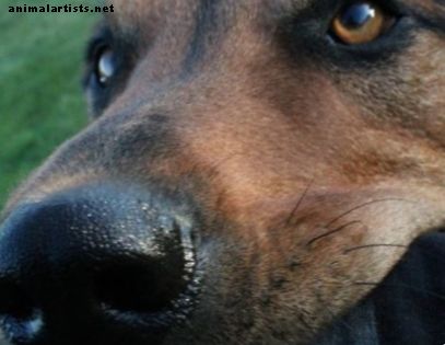 Bruke funksjonell analyse for hundeoppførselsproblemer