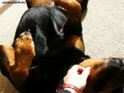 Veterinærgodkendte tip til behandling af en hunds brudte negle