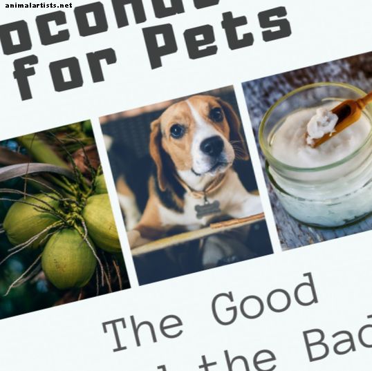 Λάδι καρύδας για σκύλους και γάτες: το καλό και το κακό