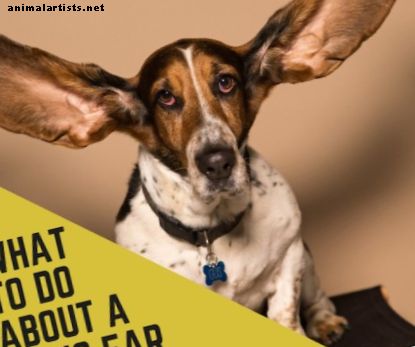 ¿Por qué la infección del oído de mi perro sigue regresando?