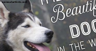 Las 10 razas de perros más bellas