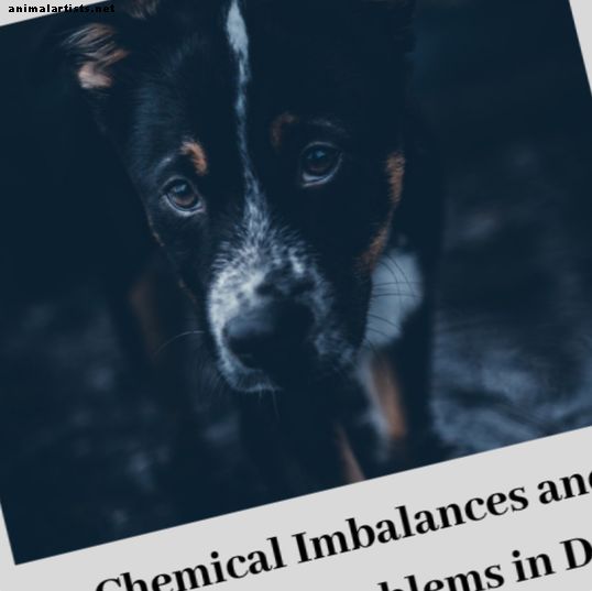 La química del cerebro del perro y el uso de medicamentos y la modificación del comportamiento