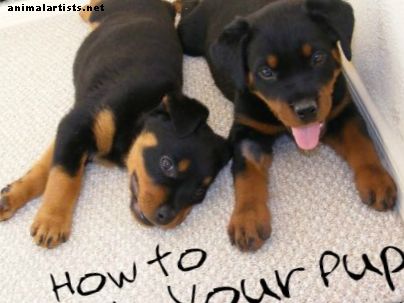 Тайните стратегии за обучение на гърнето на вашето кученце