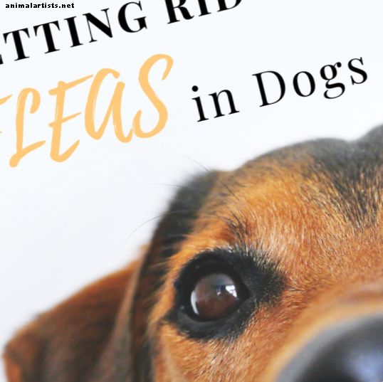 Cómo deshacerse de las pulgas en los perros