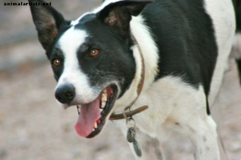 En personlig introduksjon til McNab Dog Race (McNab Border Collie)