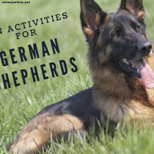 Zábavné aktivity pre nemeckých pastierov