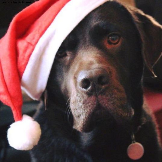 10 måter julen kan være farlig for hunden din