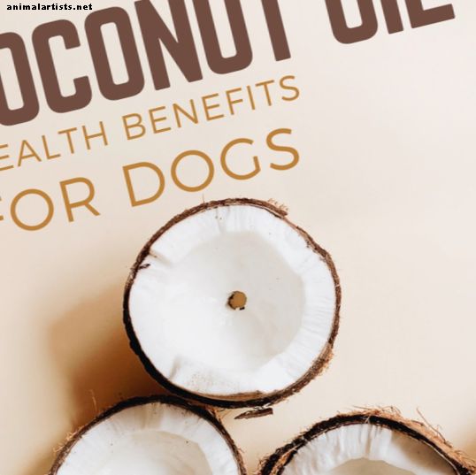 Výhody kokosového oleja pre psov