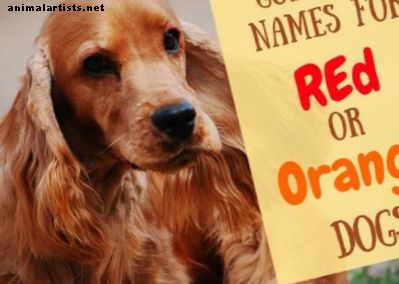 Más de 200 nombres únicos de perros rojos y naranjas
