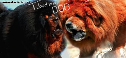 7 hunder som den tibetanske mastiffen