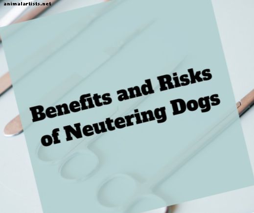 Fordele og risici ved neutrering af hunde