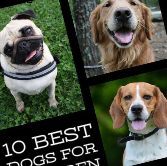 Los 10 mejores perros para niños