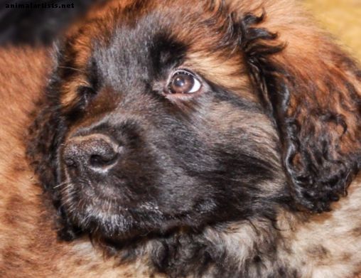 Leonberger: En stor og venlig kæledyrs hunderase