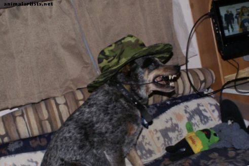 Blue Heeler Dogs: Agresívny, ale napriek tomu lojálny