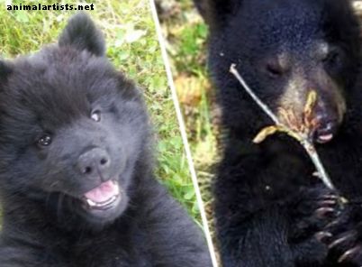 7 кучета, които приличат на мечки
