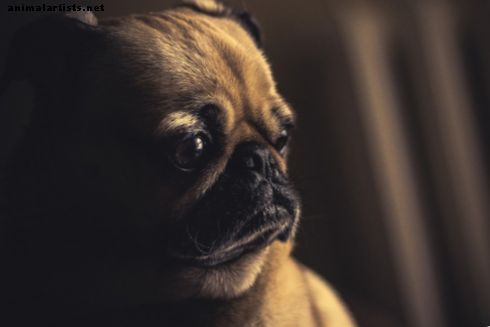 Consejos de salud para perros: preguntas frecuentes sobre la enfermedad inflamatoria intestinal canina