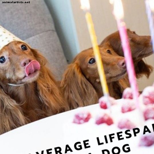 Gjennomsnittlig levetid på en hund og 5 fordeler med å ha en