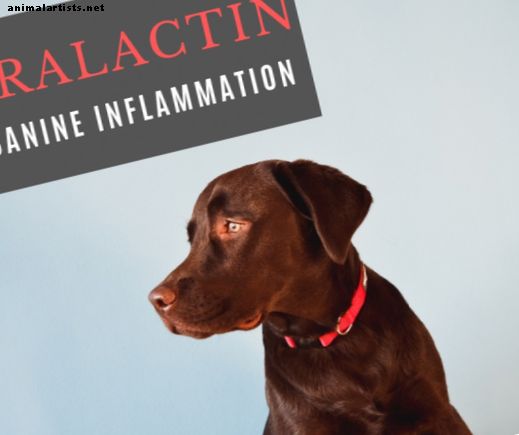 Duralactina: un producto prometedor para la inflamación en perros