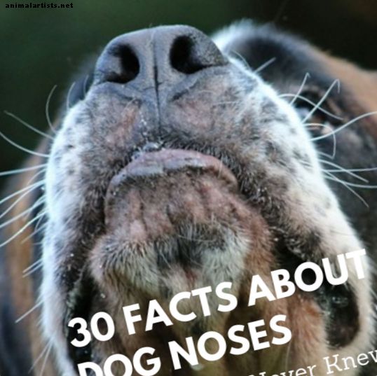 30 Mindblowing Facts om hundeneser du sannsynligvis ikke visste før nå