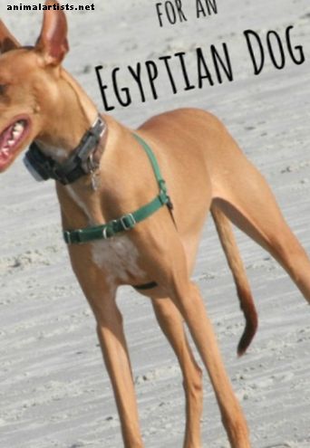 Nombres de perros egipcios antiguos
