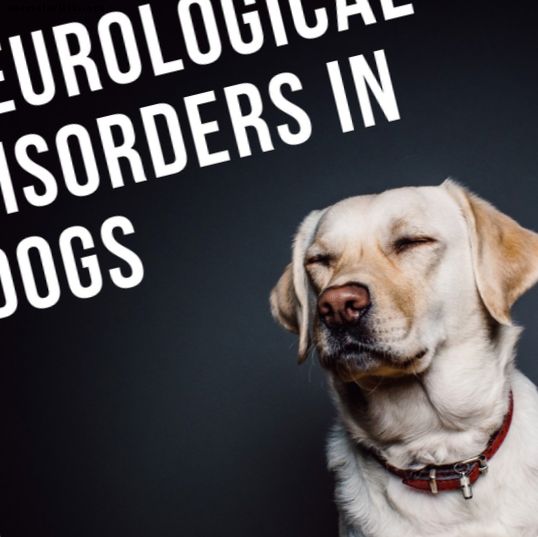 Señales de advertencia de trastornos neurológicos en caninos