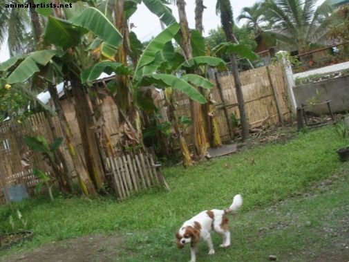 Cómo llevar a tu perro a Filipinas