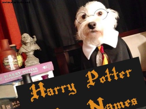 La lista definitiva de nombres de perros de Harry Potter