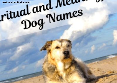 55 Значителни, мистични и духовни имена за кучета