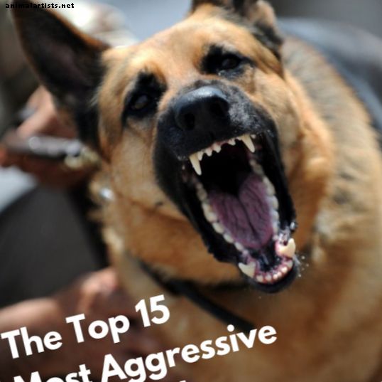 Verdens mest aggresive hunderaser