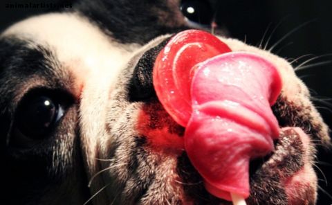 Lo que necesitas saber sobre alimentar a tu bulldog francés