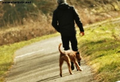 Libertad a través del adiestramiento de perros sin correa