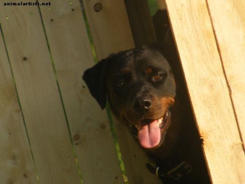 Как да предотвратим агресията на ограда при кучетата