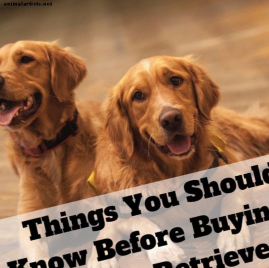 13 ting du må vurdere før du kjøper en Golden Retriever
