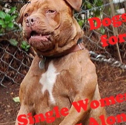 Las cinco mejores razas de perros para mujeres solteras que viven solas