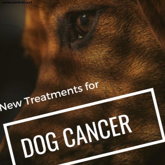 Hundehæmangiosarkom: påviste nye behandlinger, der forlænger livet