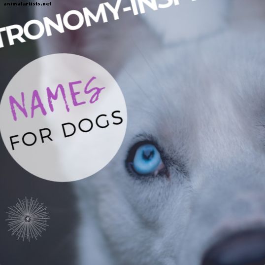 15 astronomiske navne på din hund