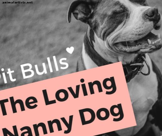 Romper el estigma del pitbull: una historia del "perro niñera
