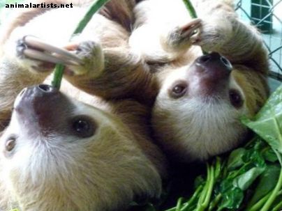 Pet Sloth: Introduksjon til lovlighet, fôring og bolig