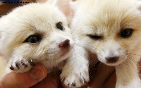 Fennec Foxes as Pets: Er de riktig for deg?