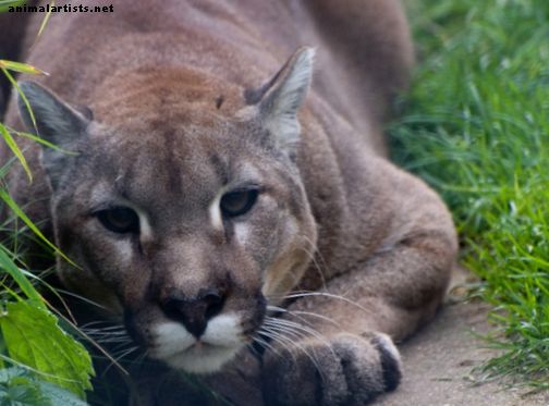 Å eie en kjæledyr Cougar: Forstå hindringene og risikoen