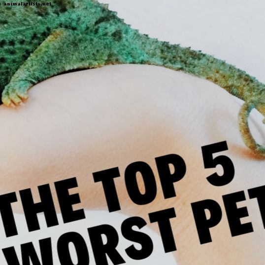 Las 5 peores mascotas principales