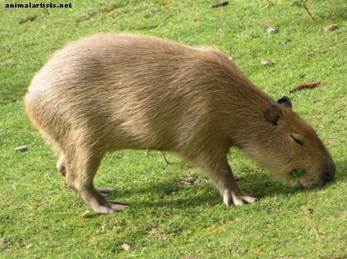 Capybaras: Giant Rodents of South America and Exotic Pets