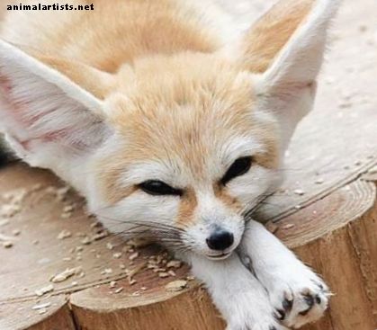 Fennec Foxes: Fakta, bilder, videoer og eksotiske kjæledyr